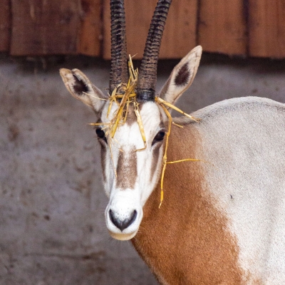 Scimitar oryx - De Zonnegloed - Animal park - Animal refuge centre 